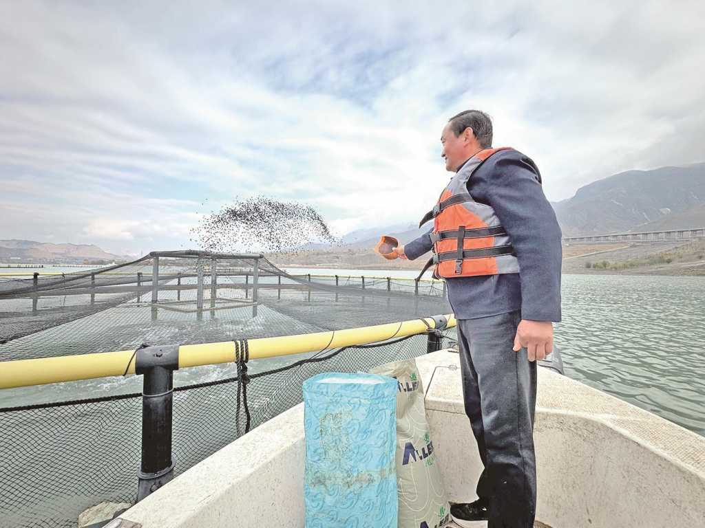 喂魚投食器：養魚好幫手，你真的了解嗎？